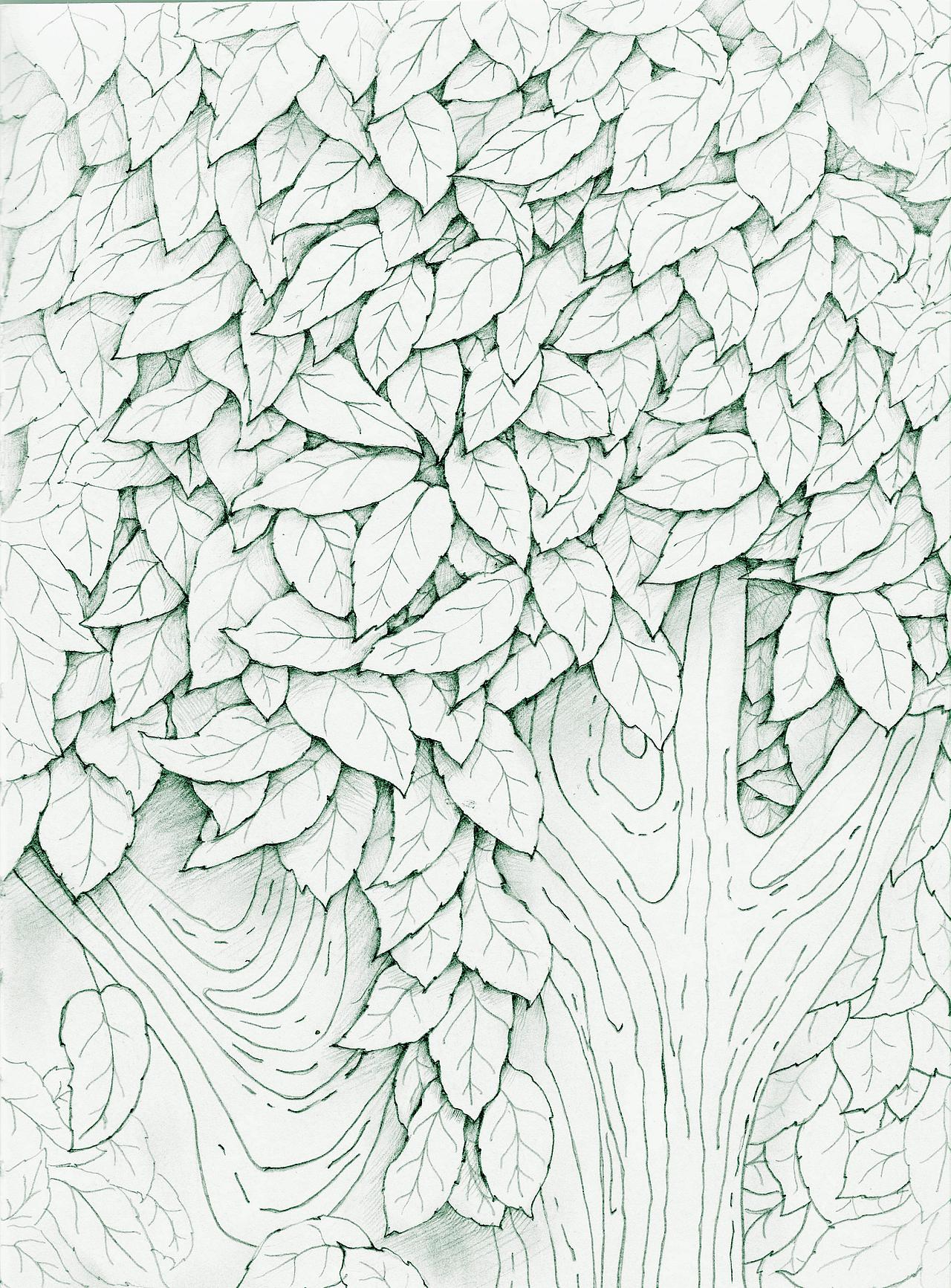 一张叶子,铅笔画的