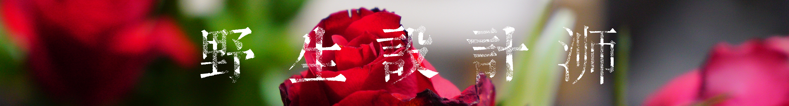 野生设计浉的个人主页（封面预览） - 主页封面设置 - 站酷设计师野生设计浉原创素材 - 站酷ZCOOL