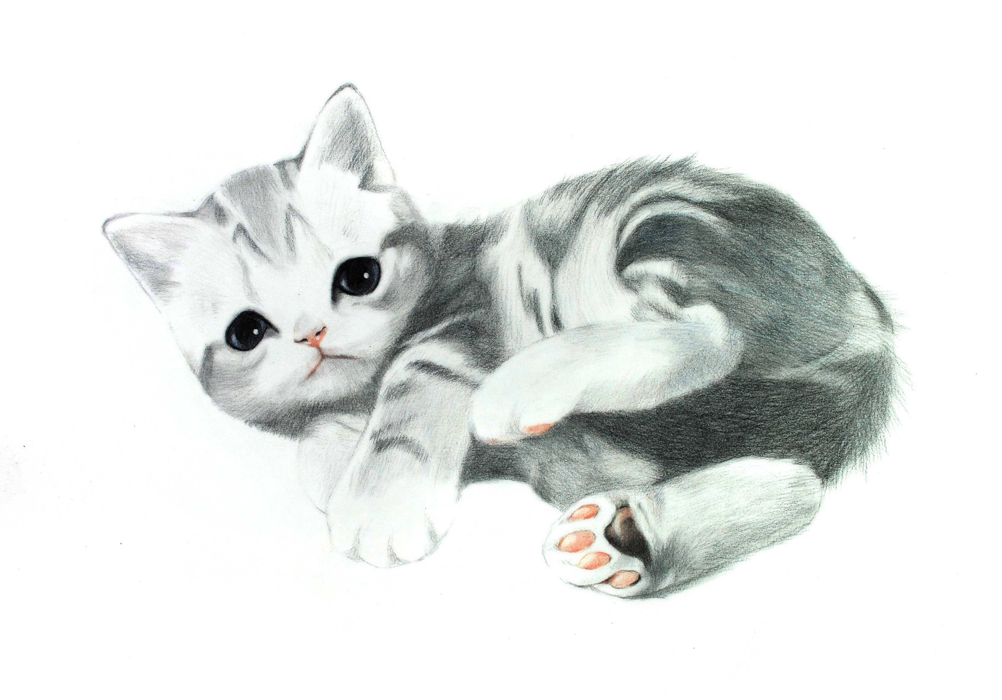 彩色铅笔画步骤教程:美国短毛猫的画法