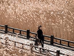 凉秋九月白荻放，一升露水一升花。