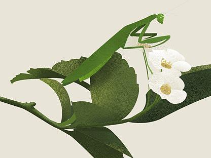 插画春夏秋冬