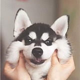 糖伯狗的头像