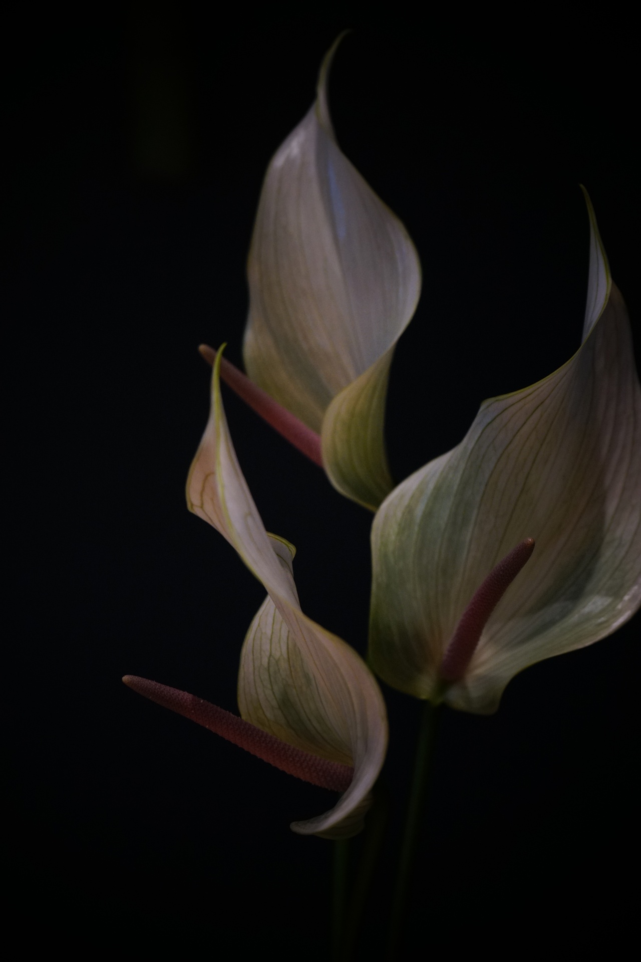 植物摄影 - 原创作品 - 站酷(zcool)