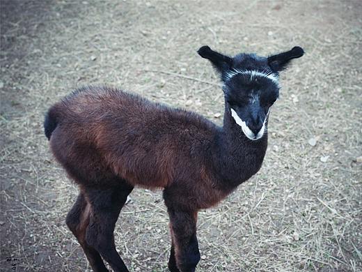 秦嶺野生動物園一日遊