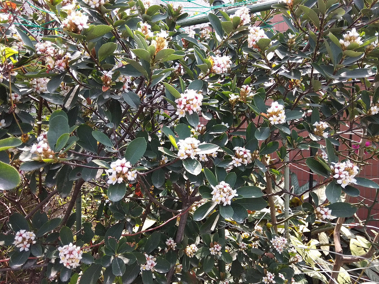 石斑木开花|摄影|风光摄影|sosovipp - 原创作品 - 站酷 (zcool)