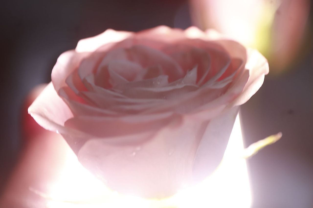 同一朵花（图ZMzU1NTEwMTIw） - 其他摄影 - 站酷设计师木糖醇饕餮原创素材 - 站酷ZCOOL