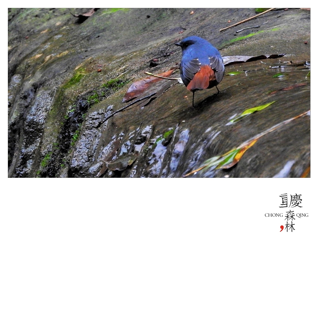 川渝行（图ZMTM1NjY3Nzk2） - 人文/纪实摄影 - 站酷设计师SepetCat单眼皮猫原创素材 - 站酷ZCOOL