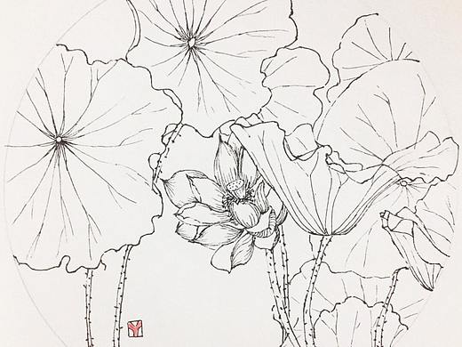荷花