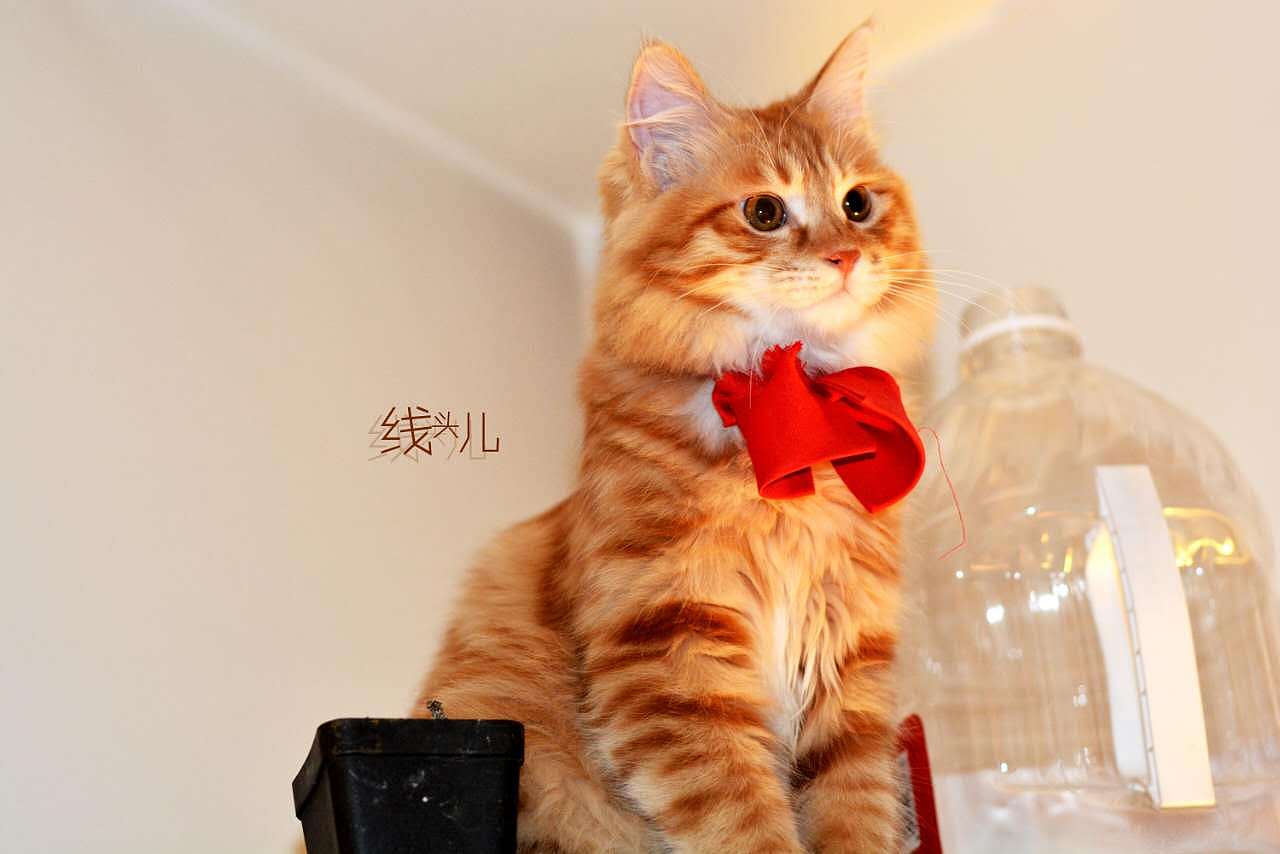 红领结 小线头儿（图ZNzExNzE3NjA=） - 宠物摄影 - 站酷设计师文馨妨原创素材 - 站酷ZCOOL