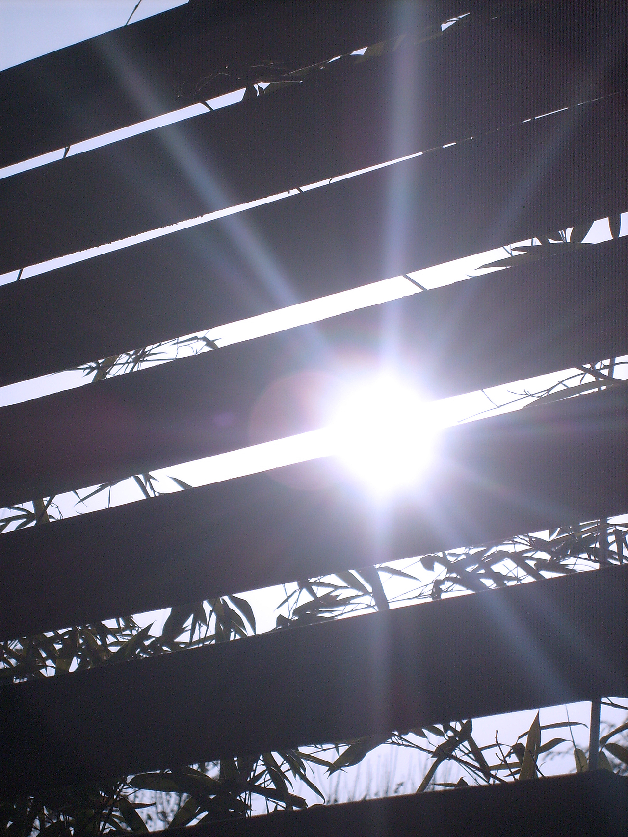 沧桑的树，慵懒的午后阳光和那年的公园湖