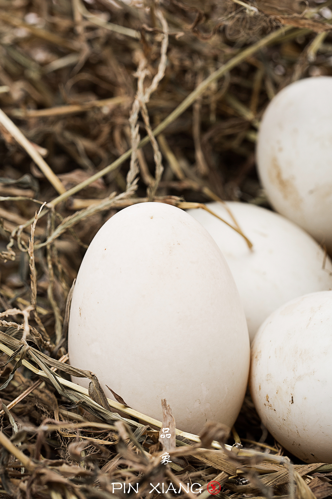 鸭蛋拍摄