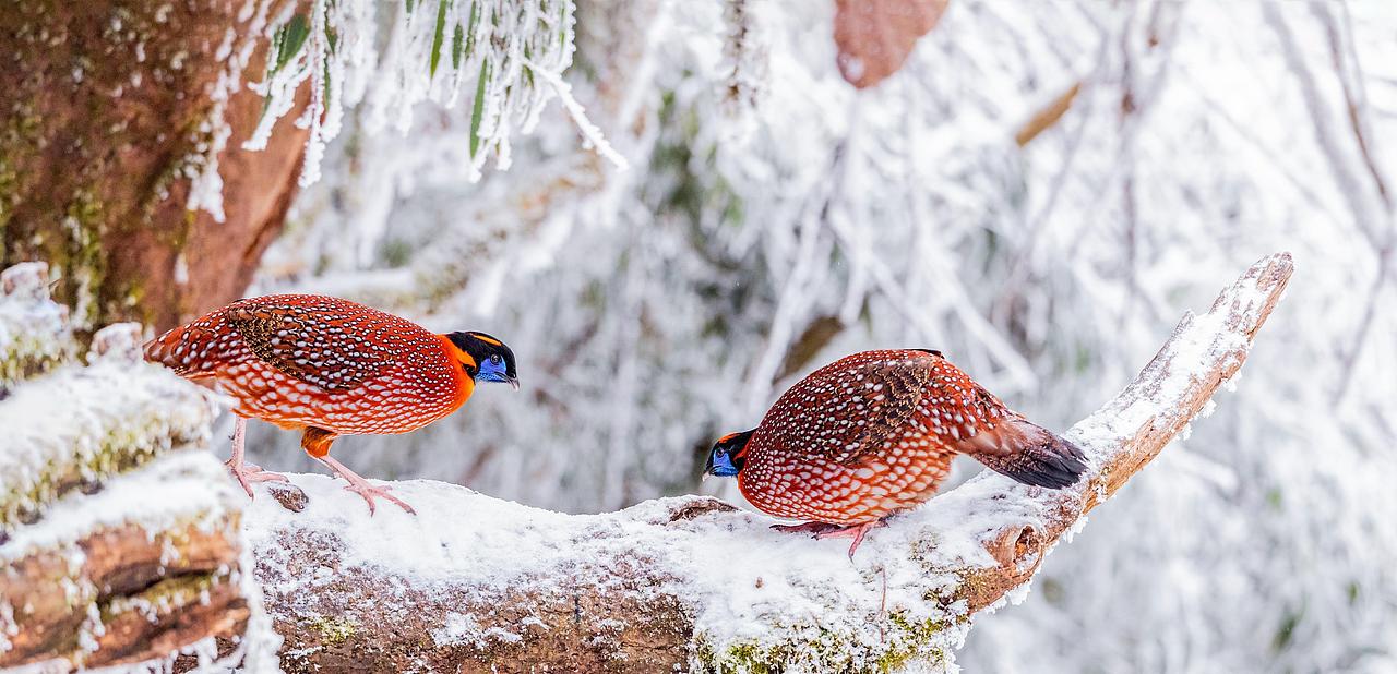 百贤×三足鸟丨有趣的灵魂万里挑一 迷人的果酒无与伦比（图ZMjY3MTY0OTAw） - 文案/策划 - 站酷设计师三足鸟品牌策划原创素材 - 站酷ZCOOL