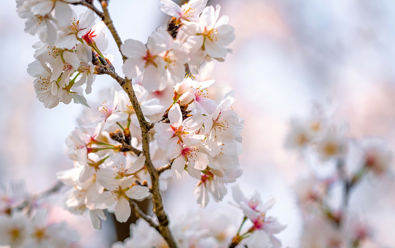 五重塔与樱（图ZMjk0MDIyMTQw） - 风光摄影 - 站酷设计师手抖得福瑞原创素材 - 站酷ZCOOL