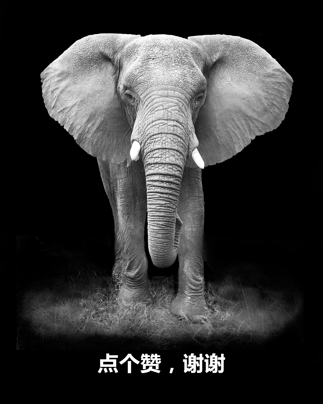 全新物种 震撼来袭 【NEW SPECIES】（图ZODcyNjEwNjA=） - 海报 - 站酷设计师农村拓哉原创素材 - 站酷ZCOOL