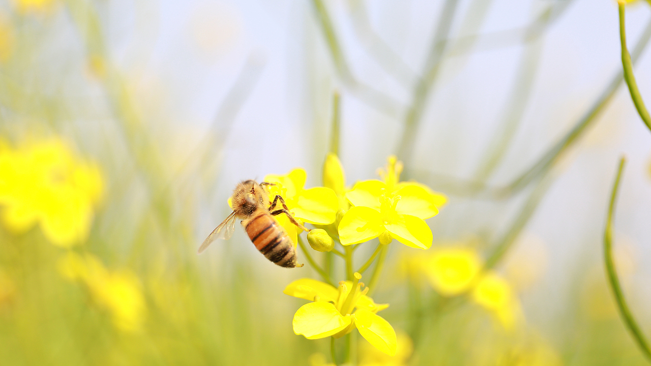 假日随拍电脑桌面