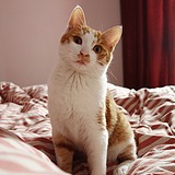 爱吃面包的猫的头像