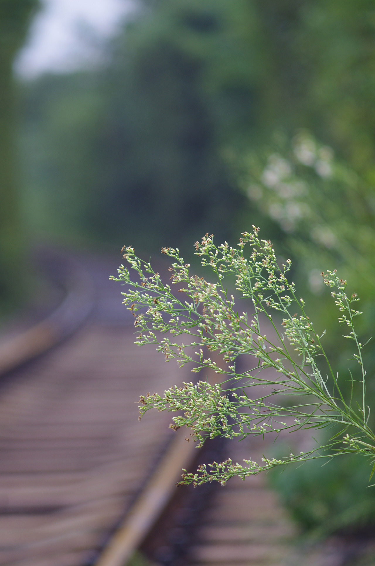 一个人两颗心 走你走过的路