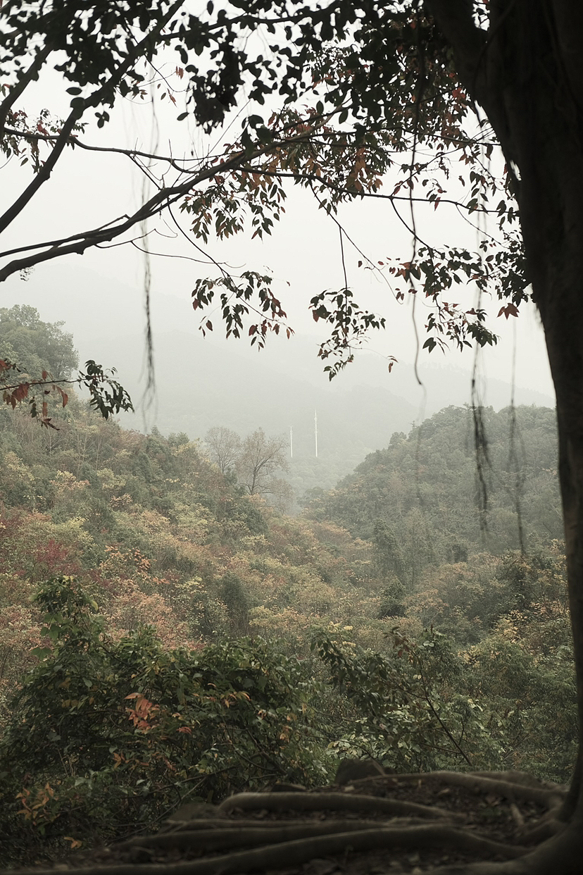 阴雨天的森林公园。