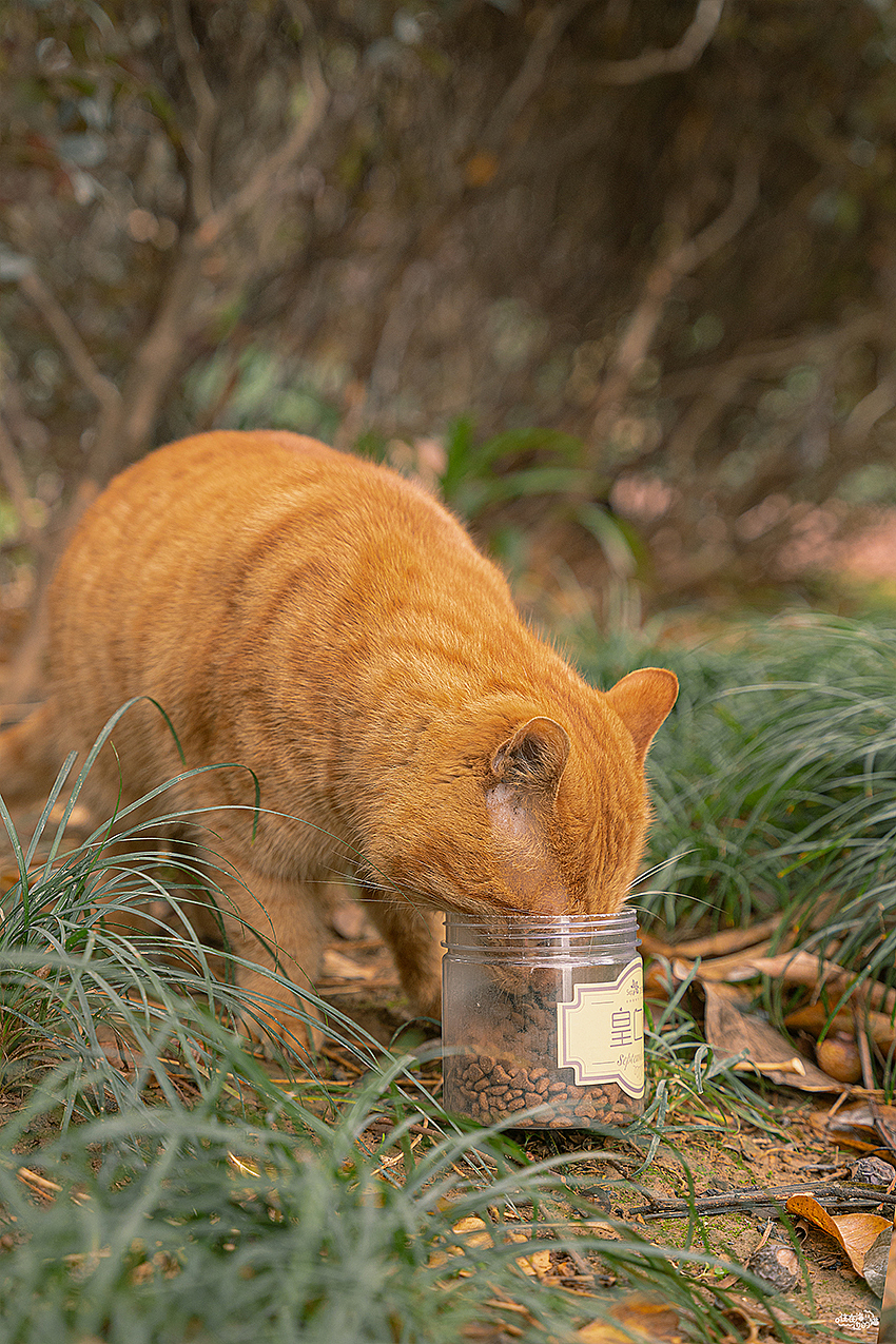 大橘为重大橘为重