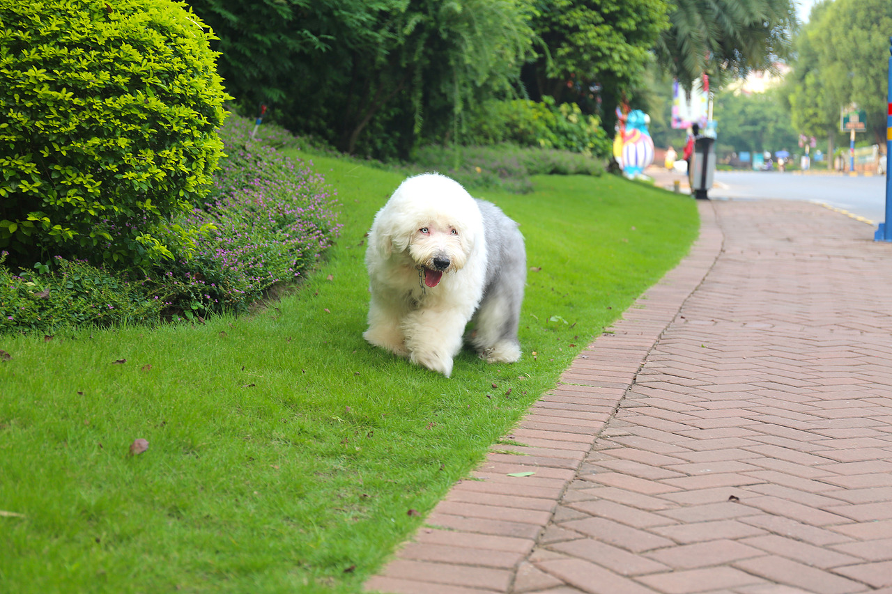 他五岁了（图ZNjUwMjM3NzY=） - 宠物摄影 - 站酷设计师芥末小E原创素材 - 站酷ZCOOL