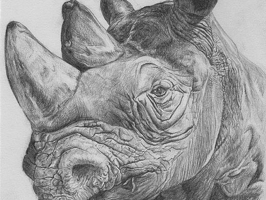 犀牛（个人主页-ZMjYzMTQ5MTI=） - 绘画 - 站酷设计师Amor玲原创素材 - 站酷ZCOOL