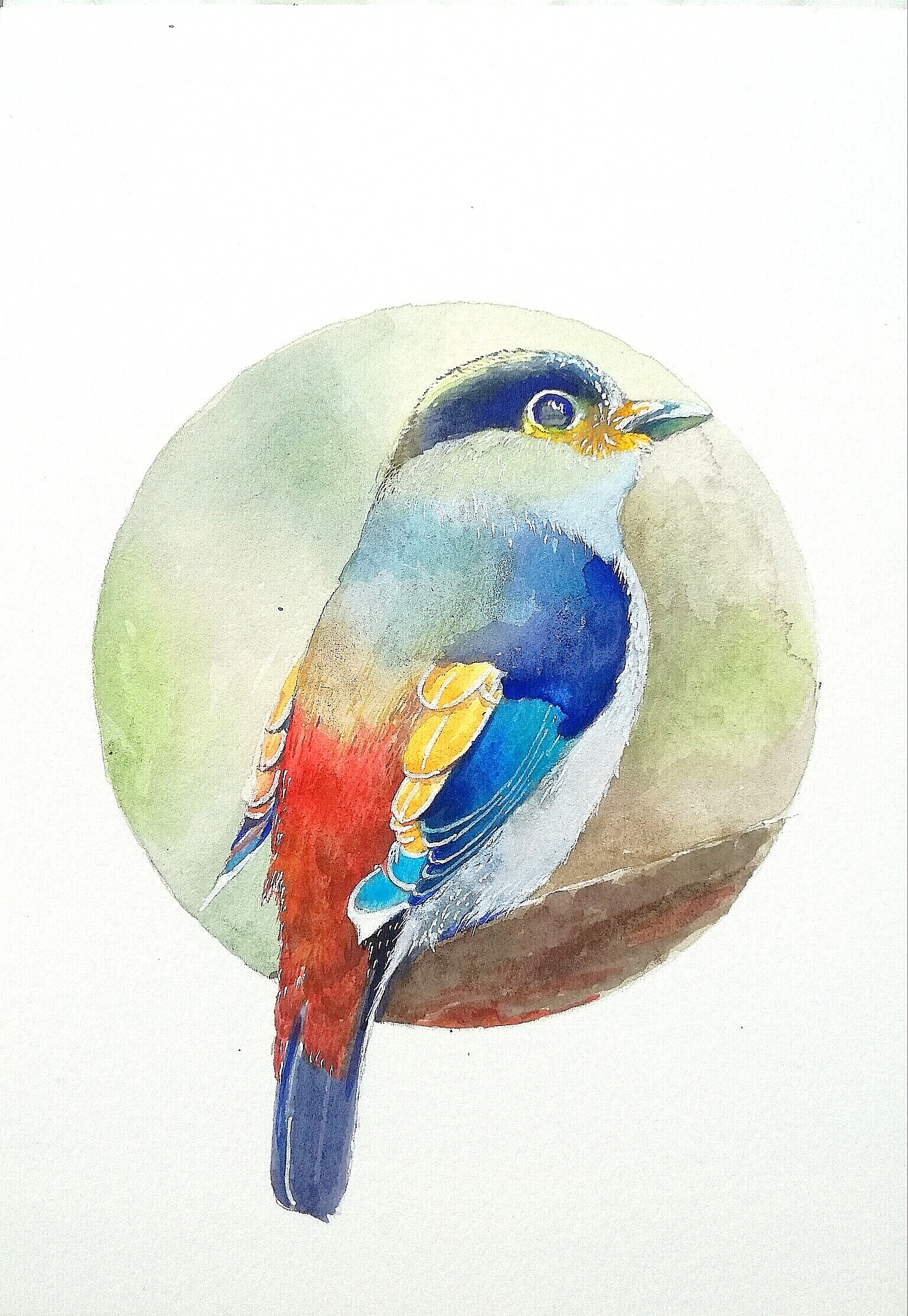 水彩画各种美丽的鸟,每天一练