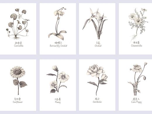 手绘素描植物图鉴