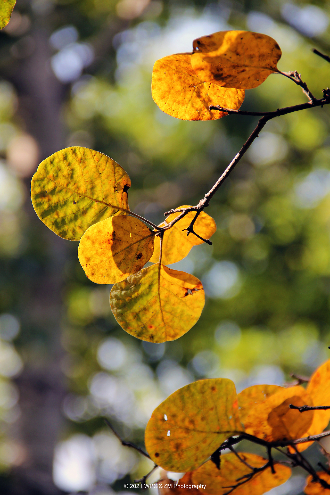 《 一叶知秋 》