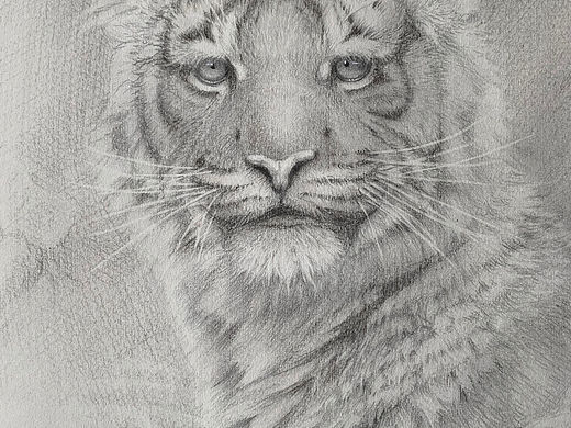 素描东北虎