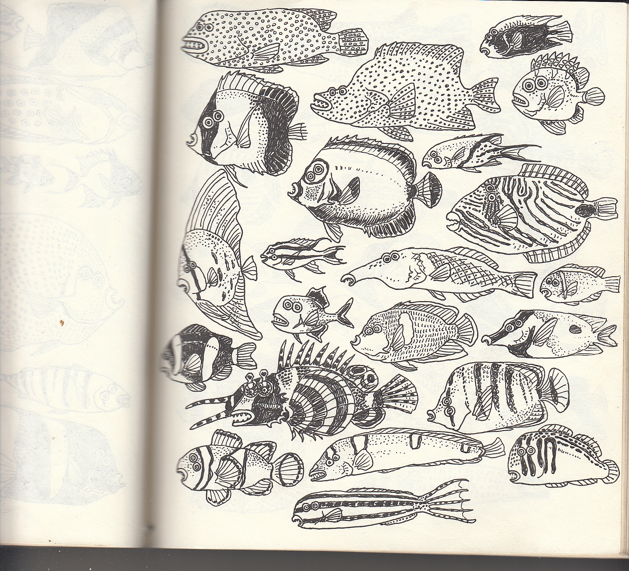 眼睛长在一侧的观赏鱼