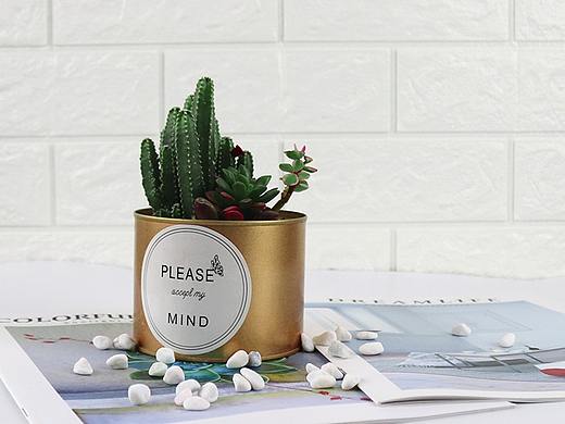 多肉-绿植-植物