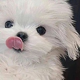 lh今天不吃饭的头像