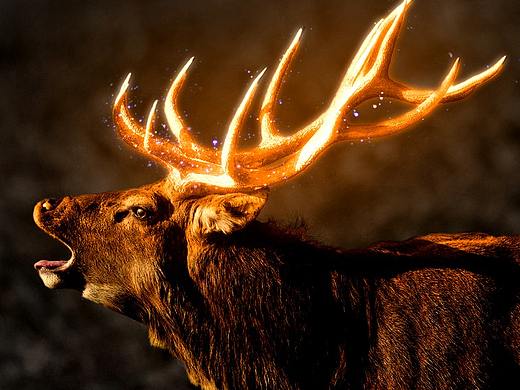 发光的鹿