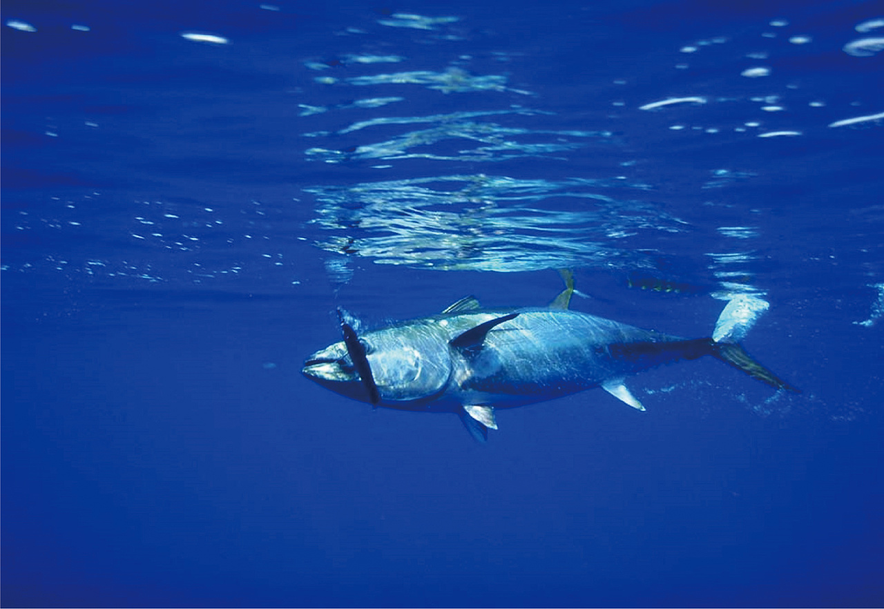 蓝鳍金枪鱼唯美图片