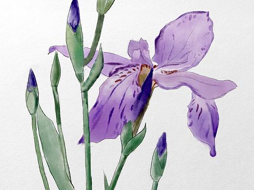 鸢尾花（个人主页-ZNDgyOTI0MTY=） - 创作习作 - 站酷设计师YILAGUANHEFAN原创素材 - 站酷ZCOOL