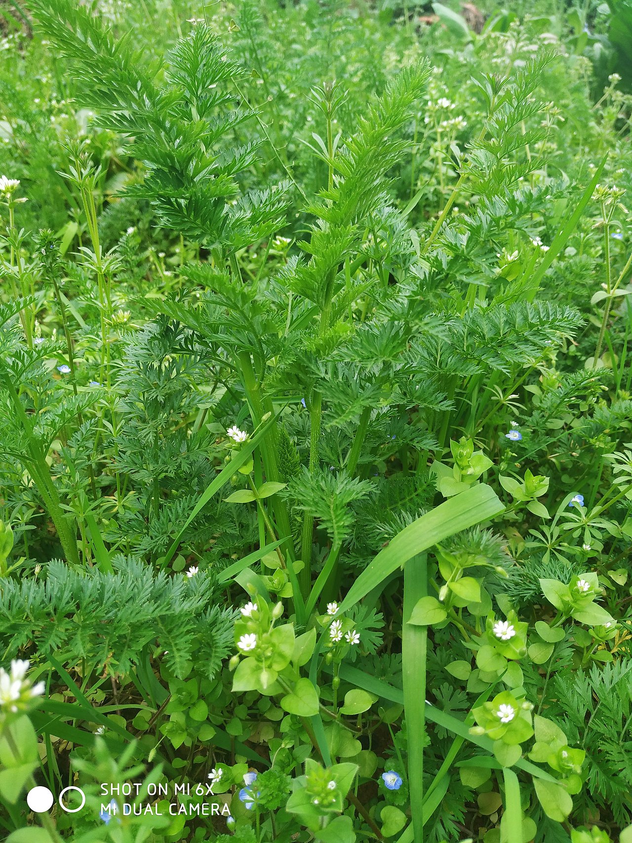 狗狗狗🐶与与与芝草草