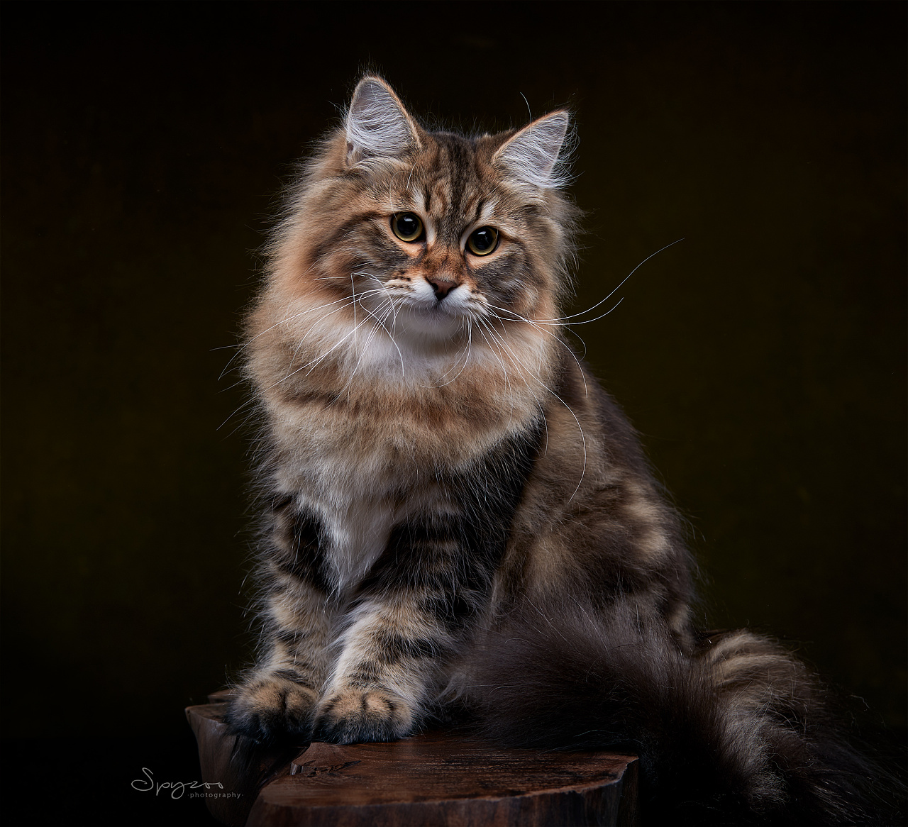 西伯利亚森林猫