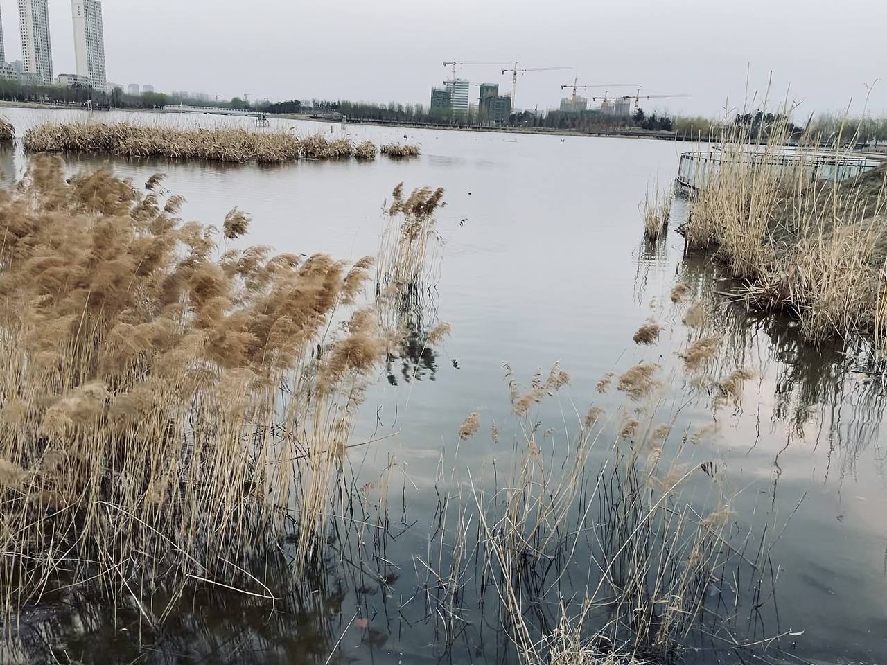 手机摄影—芦苇丛|风景照