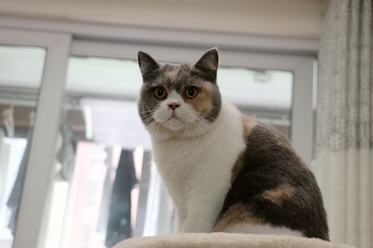 沐米宠物英国短毛猫英短三花色