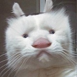 DuckyZ的头像
