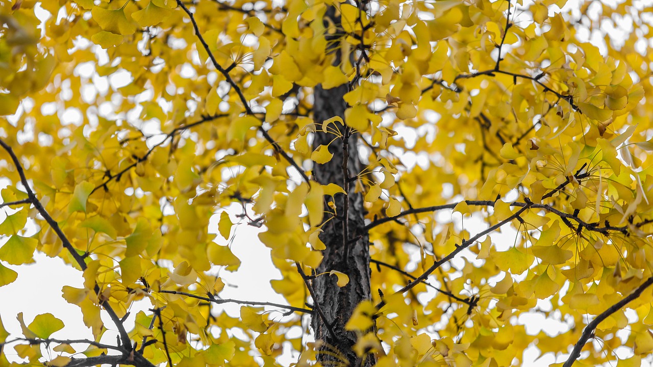 “义乌秋色”-雪峰公园