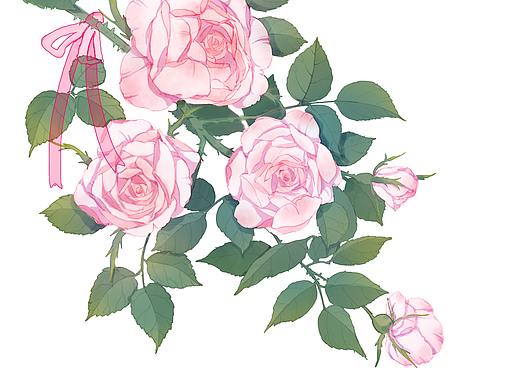 蔷薇/洋甘菊/薰衣草