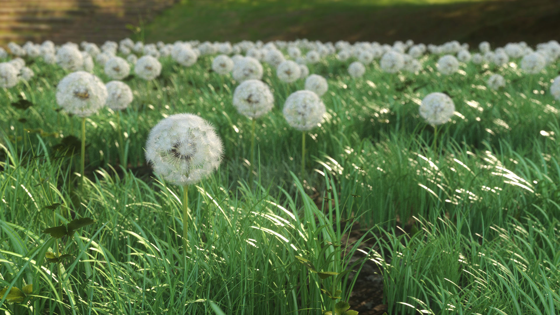 c4d工程模板蒲公英草地场景