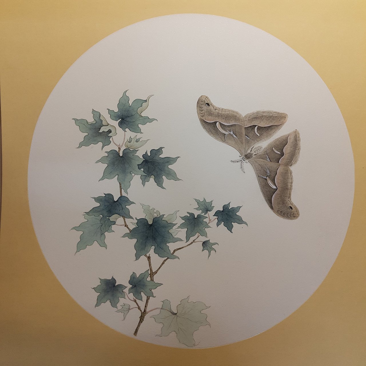 工笔 纸本《青枫巨蝶图》