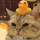 小小圆仔的头像
