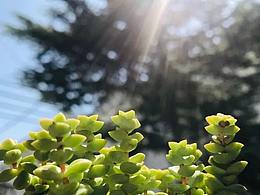 不爱肥肉的肉米