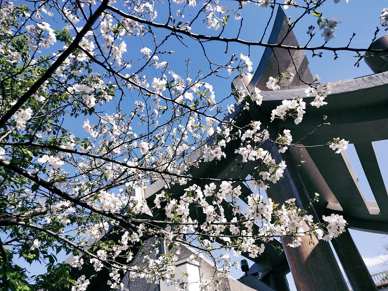 户外旅行田园小清新花草背景图