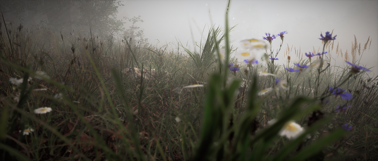 Misty Forest-Animation(图ZMjMwMTIwMzY4) - 动画/影视 - 站酷设计师ZixiIceyy原创素材 - 站酷ZCOOL