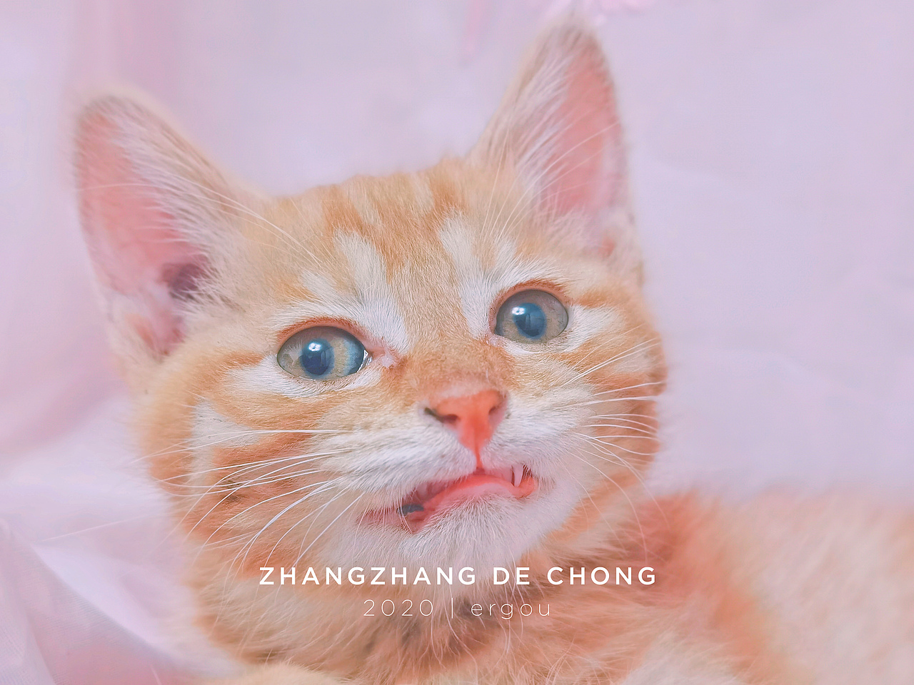 (家猫)手机摄影