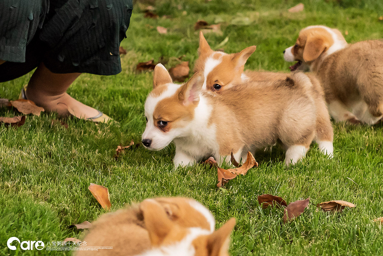通旺和她的八宝粥，40天了（图ZMTY2NDI5MDY0） - 宠物摄影 - 站酷设计师不会拍照的小美工原创素材 - 站酷ZCOOL